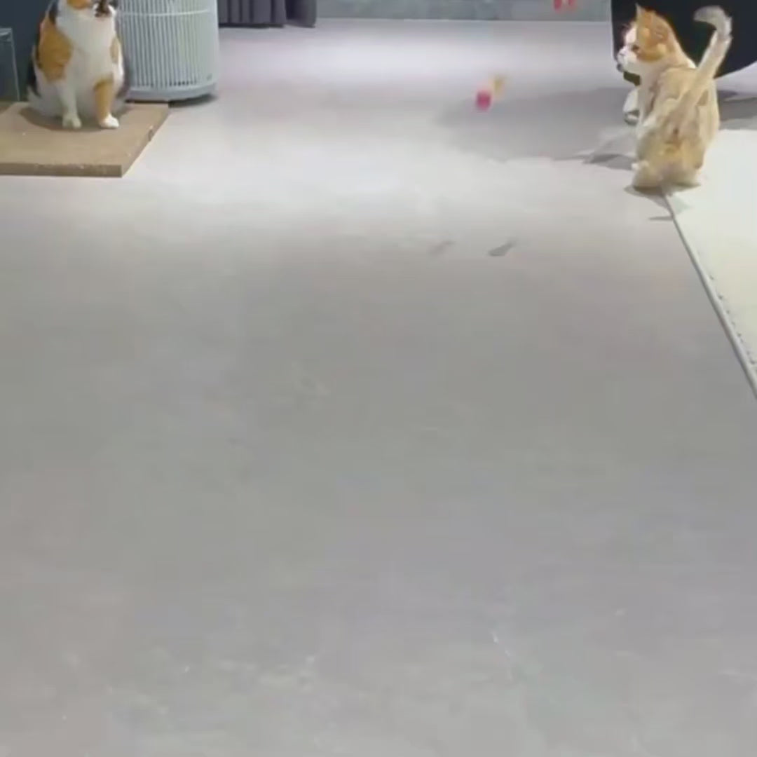 Pet Interactive Feather Bouncy Ball Toy